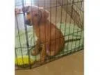 Adopt Deputy a Labrador Retriever German Shepherd Dog