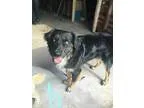 Adopt Jude Law a Collie Husky