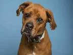 Adopt PRECIOUS a Boxer  Rottweiler  Mixed dog in Phoenix AZ (153