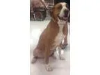 Adopt Albert a Boxer