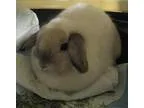 Adopt Sunshine-pending adoption a Holland Lop
