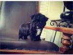 Tiny Teacup Morkie Puppies