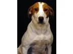Adopt Buttercup a White - with Tan Yellow or Fawn Hound (Unknown
