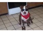 Lost pitbull male dark brown years old