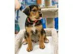 Adopt Valentino D2936 a Beagle