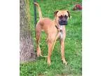 Adopt Karma ADOPTED a Boxer