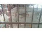 Adopt Love Buddies a Blue Lovebird bird in Vancouver BC (