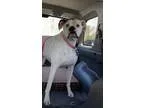 Adopt Evie - FOSTER NEEDED a Boxer