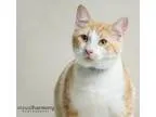 Adopt Cannon a Domestic Short Hair - orange and white Tabby