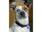 Adopt Hurley a Australian Cattle Dog (Blue Heeler)