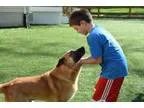 Adopt Chance a German Shepherd Dog Golden Retriever