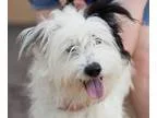 Adopt Jock a Sheep Dog