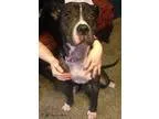 Adopt Purity Rae a Black - with White American Pit Bull Terrier 