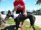 Adopt Lucky Lo Rain a Black Greyhound Mixed dog in Sarasota FL