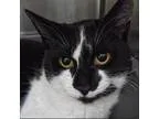 Adopt Polly a All Black Domestic Shorthair  Mixed cat in Norfolk