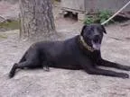 Adopt Millis a Terrier Boxer