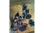Blueheeler Puppies for Sale