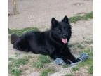 Adopt Sparkie a Black Chow Chow  Boston Terrier  Mixed dog in Sn