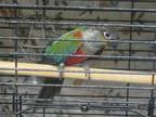 Adopt CHUCKLES a Conure bird in Toronto ON (15388181)