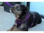 Adopt Molly a BrownChocolate - with Black Terrier (Unknown Type