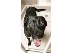 Adopt Nimby a Labrador Retriever  Mixed dog in Oakland CA (15426