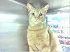 Adopt Max a Tabby - Orange