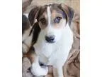 Adopt Canada - Iran Pup a Tricolor (TanBrown and Black and White