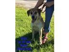 Adopt Bingo a Australian Shepherd Retriever
