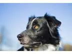 Adopt Romeo a Australian Shepherd