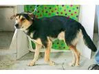 Adopt Khan a German Shepherd Dog Hound