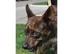 Adopt TRAPPER a Terrier Cattle Dog