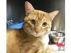 Adopt Copper a Orange or Red (Mostly) Domestic Shorthair  Mixed 