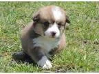 Real Pembroke Welsh Corgis Puppies Available now
