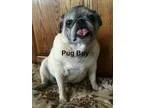 Adopt Pug Boy a TanYellowFawn - with White Pug  Mixed dog in Gra