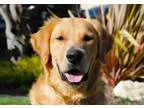 Adopt Bogie a RedGoldenOrangeCh estnut Golden Retriever  Mixed d