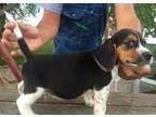 Male And Female Beagle Puppies