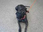 Adopt HARRIETT a Boxer  Labrador Retriever  Mixed dog in Springf