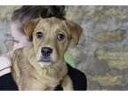 Adopt Vega a Pit Bull Terrier  Mixed dog in Baltimore MD (156276