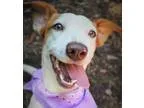 Adopt Kaye a Dachshund Jack Russell Terrier