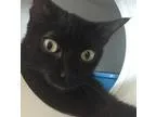 Adopt Samantha a All Black Domestic Shorthair  Mixed (short coat