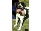 Adopt Mooney a Jack Russell Terrier Shepherd