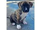 Adopt Murphy a American Staffordshire Terrier