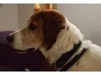 Adopt Jed a Basset Hound