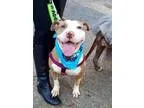 Adopt Ginny Faye a BrownChocolate - with White Pit Bull Terrier 