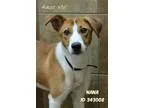 Adopt Nana a Hound (Unknown Type)  Collie dog in Camden DE (1536