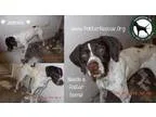 Adopt Jasmine (CA) a English Pointer