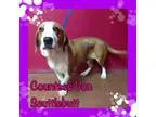 Adopt Countess Von Scuttlebutt a Basset Hound Beagle