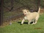 Adopt Handsome Sheldon a RedGoldenOrangeCh estnut Chow Chow  Ret