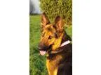 Adopt Kiki a German Shepherd Dog