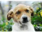 Adopt Sweet Pea a Jack Russell Terrier Dachshund